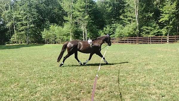 equitation-hanoverian-horse