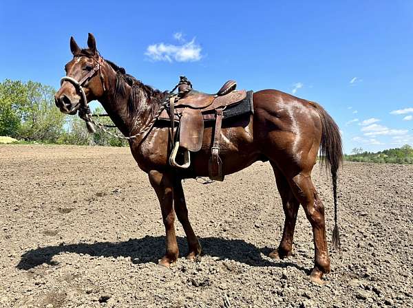 quarter-horse-gelding