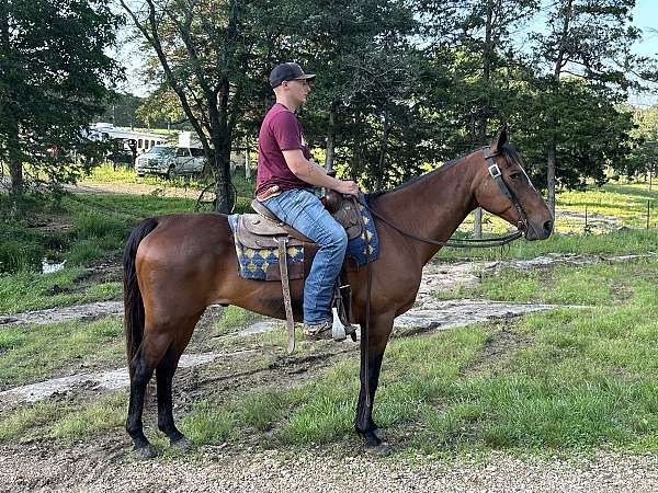 husband-safe-quarter-horse