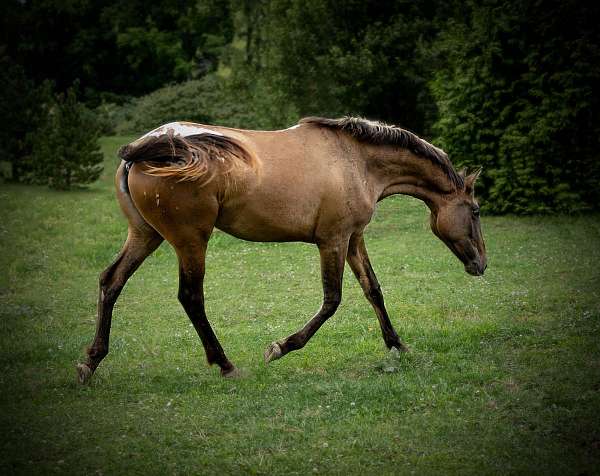 western-d-appaloosa-horse