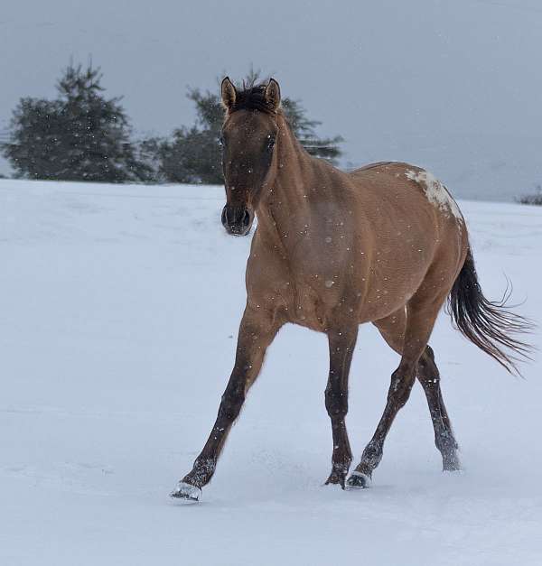 bay-dun-appaloosa-horse