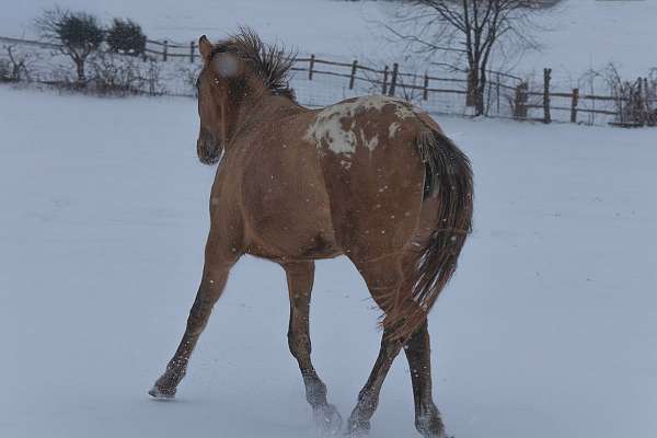 cat-appaloosa-horse