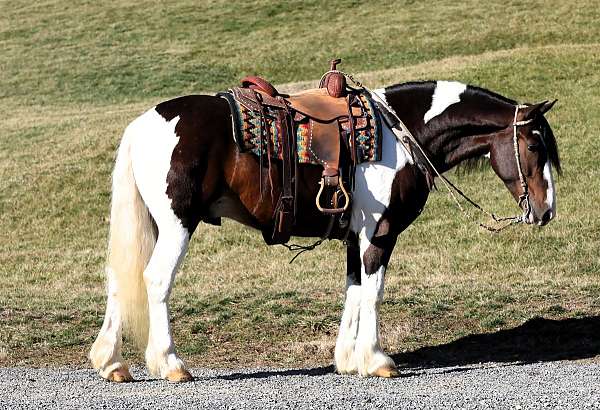 white-horse