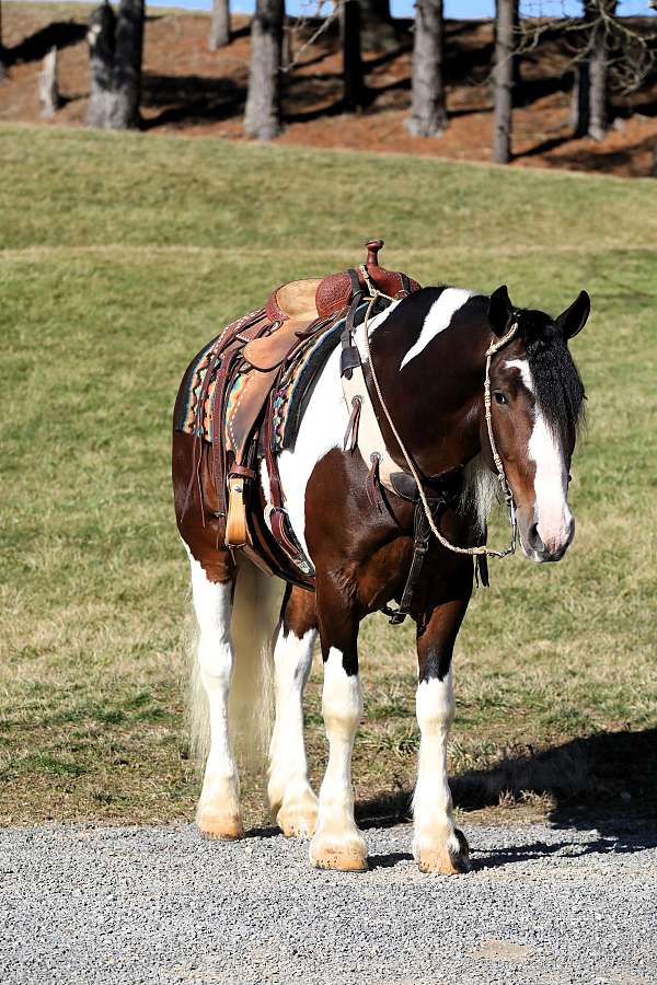 beginner-draft-horse