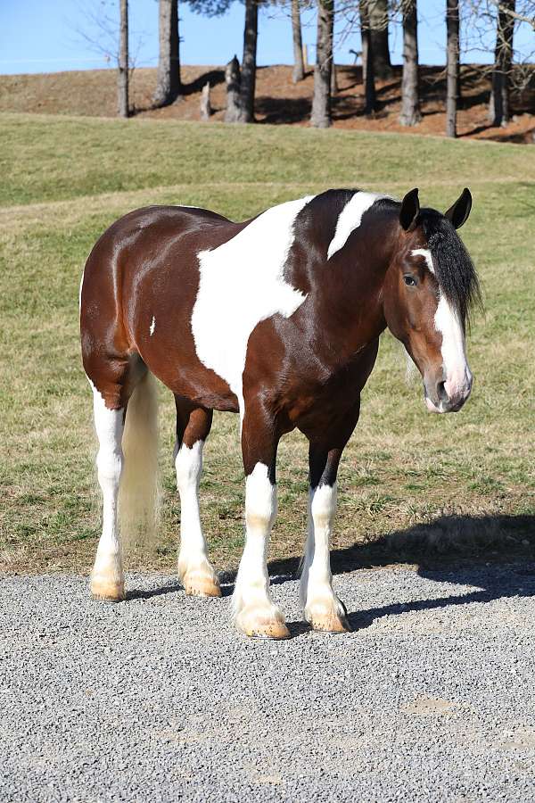 cross-draft-horse