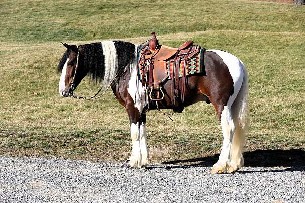 bay-white-horse