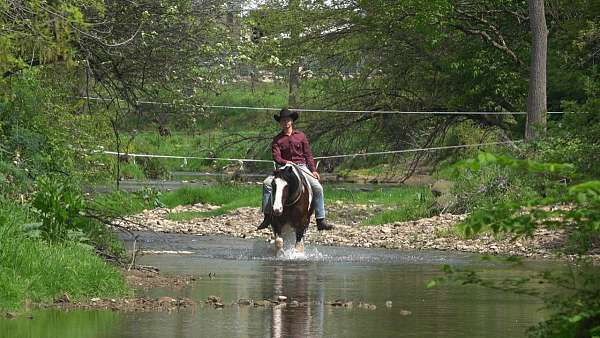 husband-safe-draft-horse