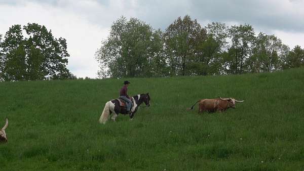 mounted-patrol-draft-horse