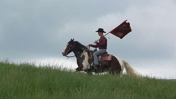 parade-draft-horse