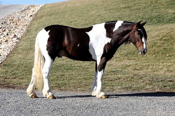 flashy-draft-horse