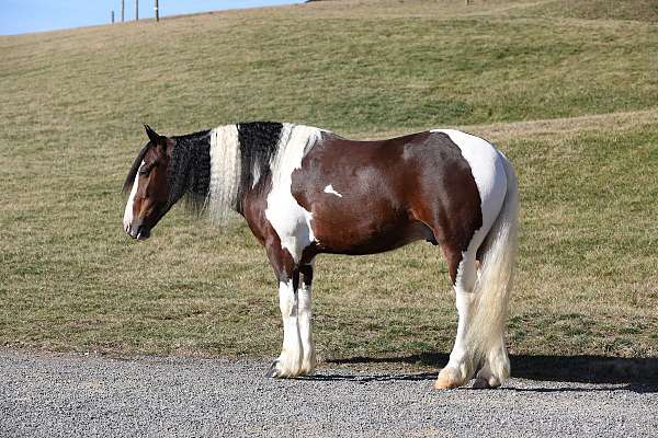 draft-horse