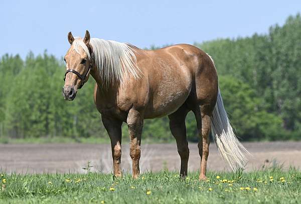 gymkhana-quarter-horse