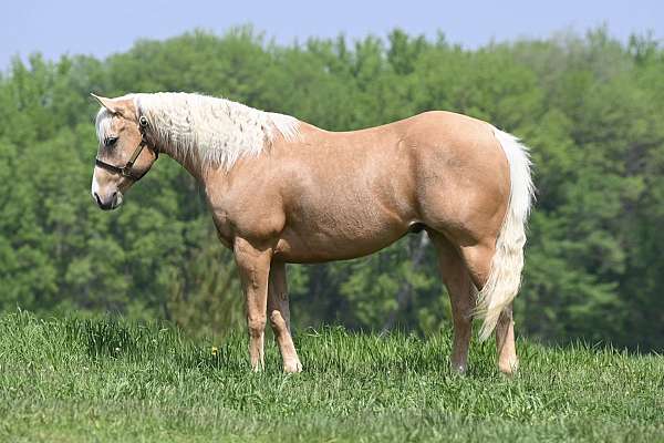 calf-roping-quarter-horse