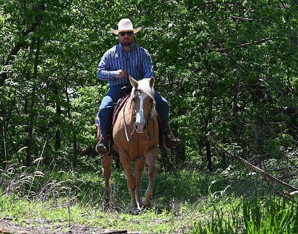 athletic-quarter-horse