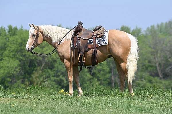 all-around-quarter-horse