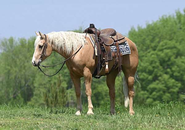 husband-safe-quarter-horse