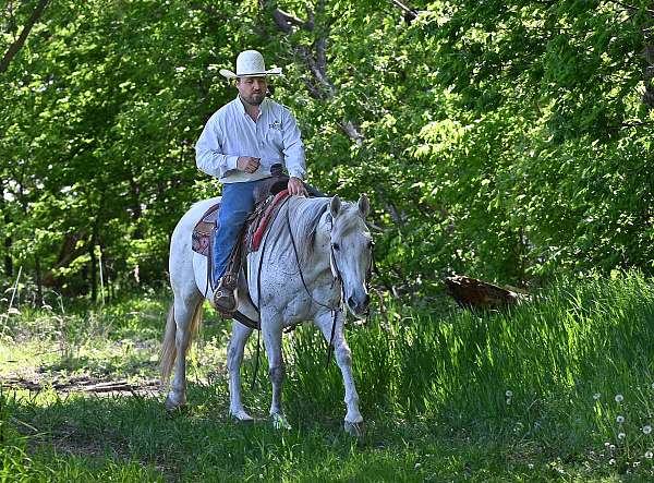 ranch-quarter-horse