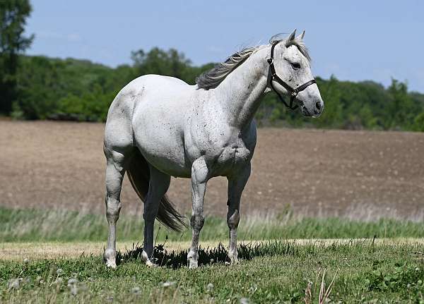 all-around-quarter-horse