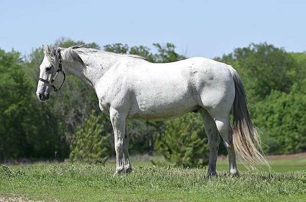 drill-team-quarter-horse