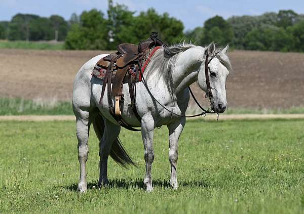 cropout-producer-quarter-horse