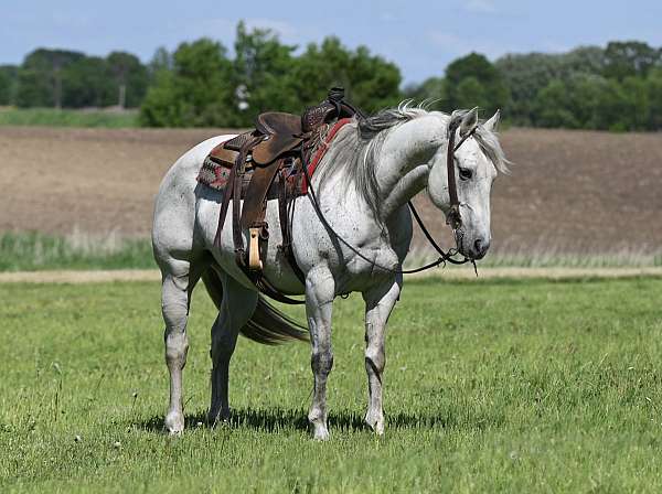 husband-safe-quarter-horse