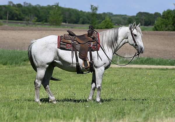 mounted-patrol-quarter-horse