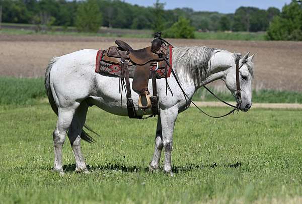 ranch-versatility-quarter-horse