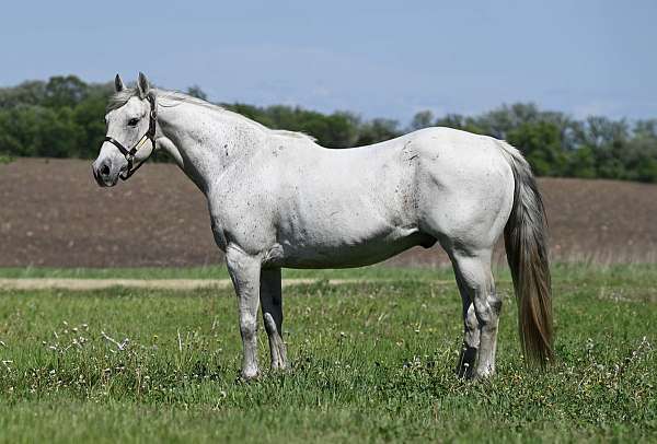 ranch-work-quarter-horse