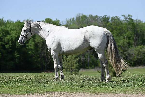 ridden-western-quarter-horse