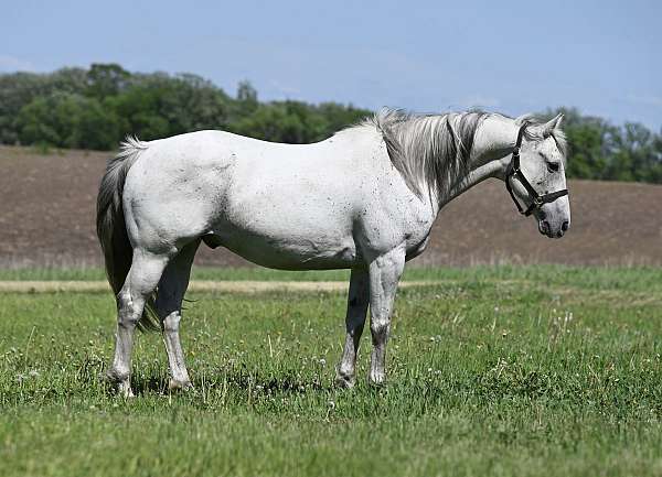 trail-quarter-horse