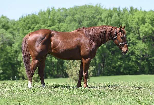 barrel-racing-quarter-horse