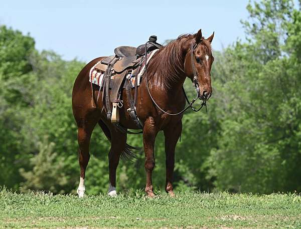 heading-quarter-horse