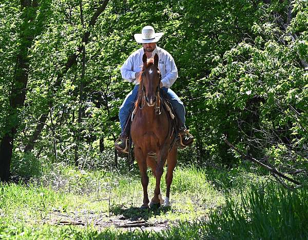 ranch-quarter-horse