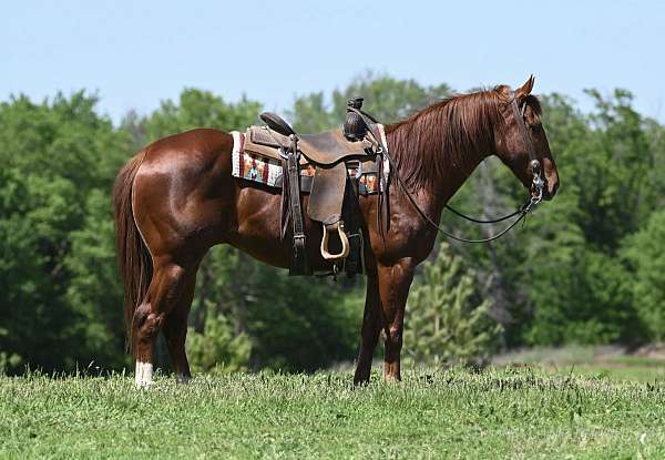 husband-safe-quarter-horse