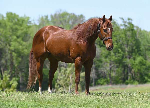 all-around-quarter-horse