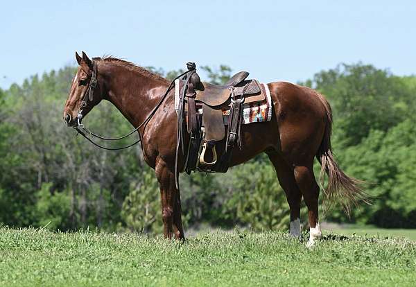 mounted-patrol-quarter-horse