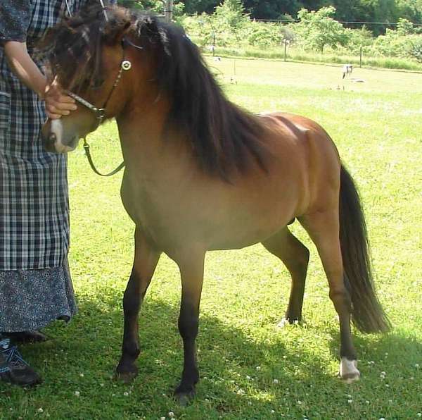 pinto-5050-tobiano-horse