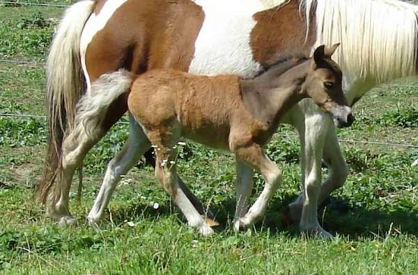 filly-miniature-horse
