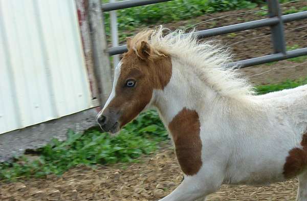 gelding-miniature-horse