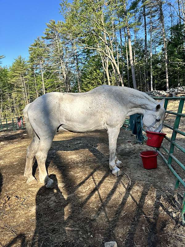 percheron-gelding