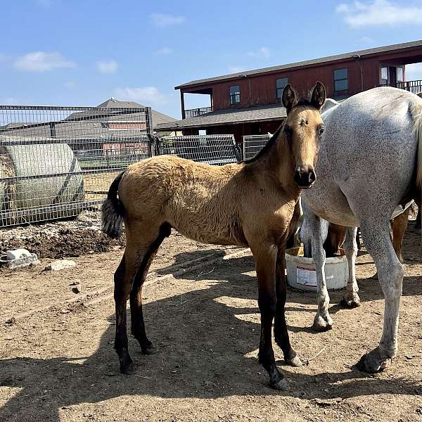 grey-andalusian-palomino-foal