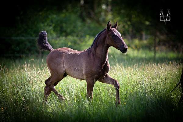 espanola-andalusian-horse