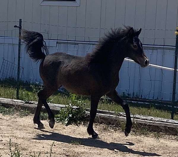 breeding-half-arabian-pony