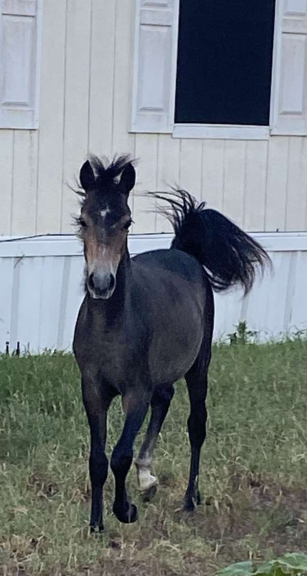 breeding-half-arabian-pony