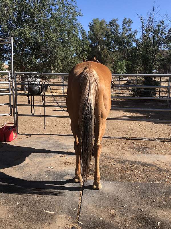 dappled-paint-horse