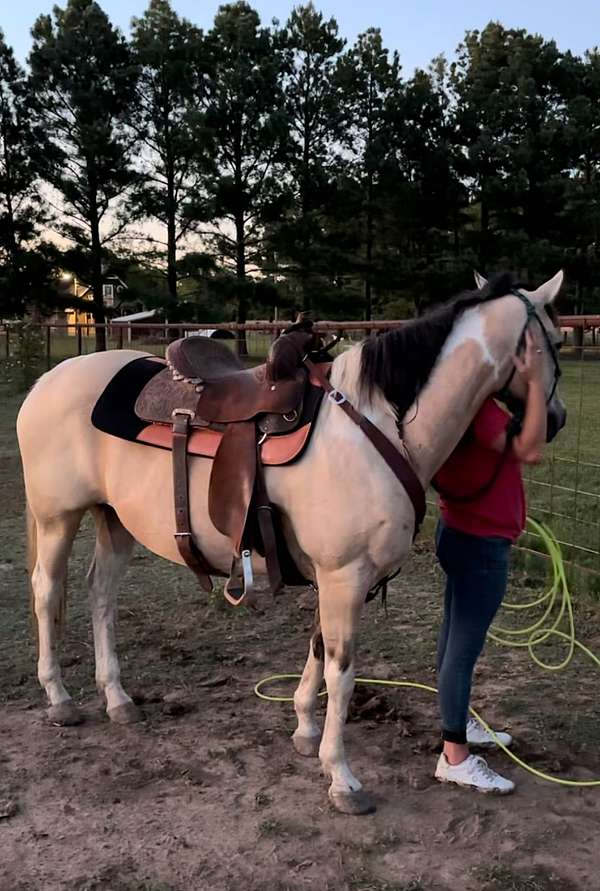 dog-quarter-horse