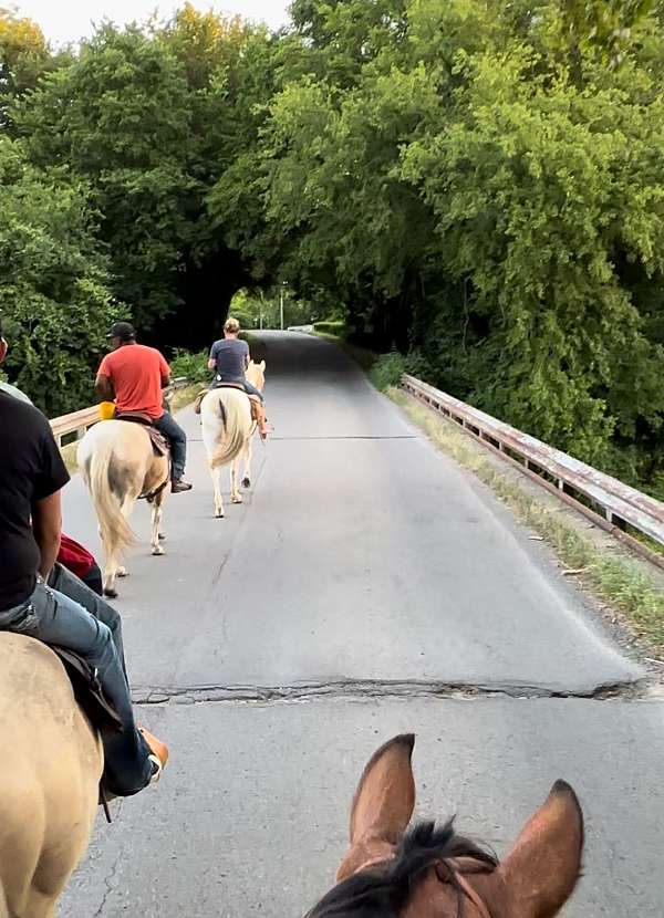 sorting-quarter-horse