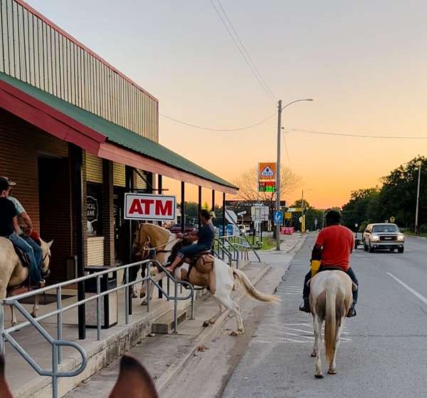 team-penning-quarter-horse