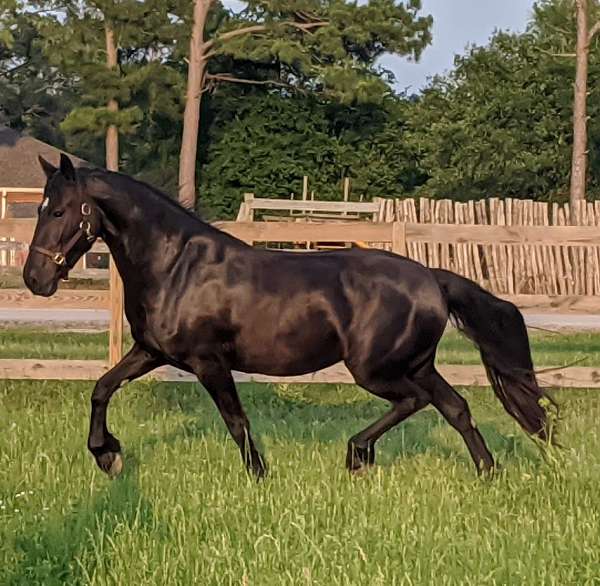 price-negotiable-friesian-horse