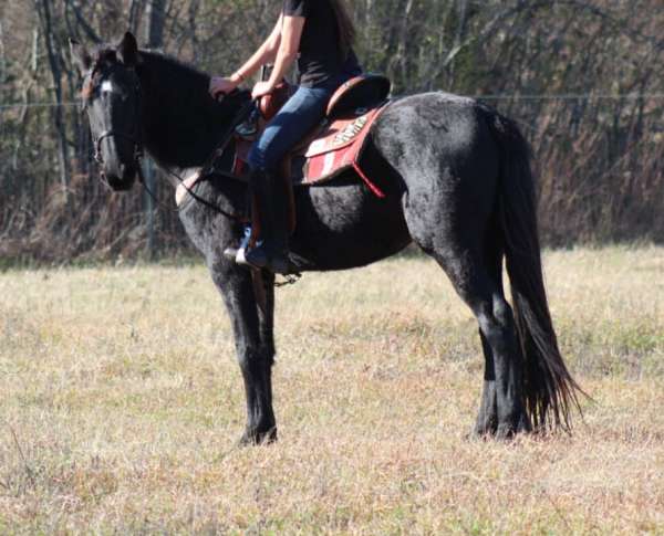 white-star-horse